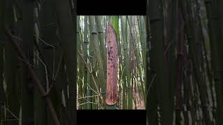 Phyllostachys flexuosa 曲秆竹 キョクカンチク zigzag bamboo [upl. by Aihceyt]