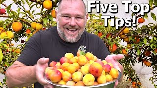 5 TIPS How to Grow a TON of Plums on ONE Small Tree [upl. by Enytsuj]