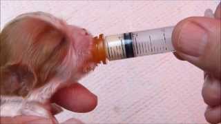 Using a Syringe to Feed a Newborn Puppy [upl. by Mittel]