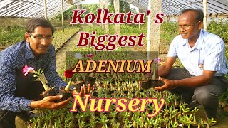 An Excellent Adenium Nursery Near Kolkata [upl. by Lerad]