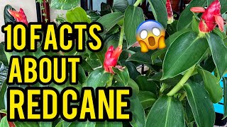 10 FACTS ABOUT COSTUS WOODSONII  RED CANE  SCARLET SPIRAL FLAG COMMON PLANT [upl. by Idnym]