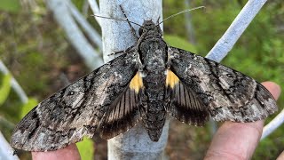 LARGEST SPHINX MOTH IVE EVER SEEN THE GIANT SPHINX [upl. by Carmina]