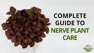 Nerve Plant Care  Complete Guide To Growing Fittonia Houseplants [upl. by Teece]