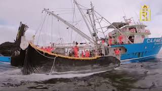 Récord de Captura de Anchoveta en el Litoral Peruano [upl. by Chrisoula956]