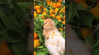 This little rabbit is a juicer right Cute pet debut plan rabbit rural cute pet [upl. by Hebner48]