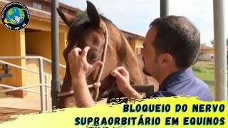 🐴 BLOQUEIO do NERVO SUPRAORBITÁRIO em equinos [upl. by Pampuch]