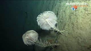 Stalked Crinoids Dominica  Chapman Expeditions [upl. by Atihana]