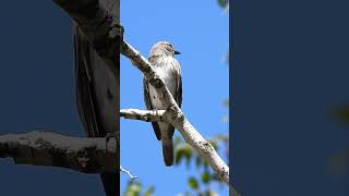 Great Spotted Flycatcher חטפית אפורה ירושלים [upl. by Anirac]