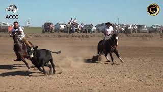 Credenciadora Mixta Cabaña Santa Ana  Prueba de Campo 1 Machos [upl. by Betthel284]