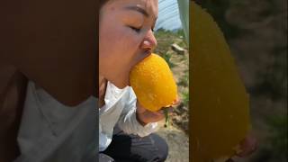 Guess the fruit name  fruit shorts viral trending new amezing plushimanshuplus facts [upl. by Cinamod343]