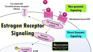 Estrogen Signaling Pathway Steps  Genomic and Nongenomic pathways of steroid hormones [upl. by Nivlem265]