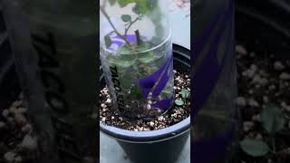 How to get rid of aphids naturally [upl. by Lienaj707]