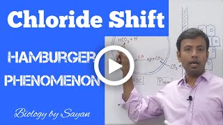 Chloride Shift  Hamburger Phenomenon  Human Respiration [upl. by Mcnamara]