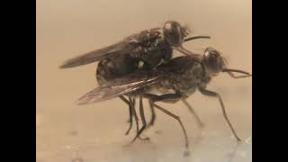 Tsetse flies mating behavior Glossina fuscipes [upl. by Strickman965]