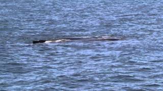 Whales singing right next to the boat [upl. by Magill]