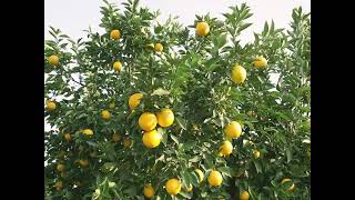 Innovate your citrus growing practices with Koppert [upl. by Seko468]