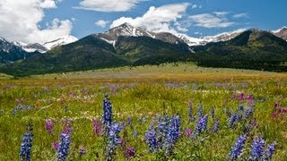 Wildflowers of Westcliffe Colorado [upl. by Myron613]