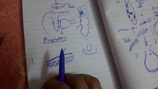 SMOOTH MUSCLE EXCITATION AND CONTRACTION ch 8 guyton fast and easy review part 2 [upl. by Atsillac916]