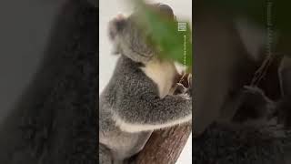 Watch This Koala Take on The Trees in Slow Motion 🐨 [upl. by Haimehen668]