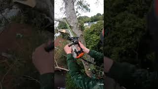 Uprooted tree in the wind treeworker treecutting arborist [upl. by Binnings]