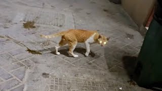 Cat Walk with Limping Leg  Limping Cat  Cat videos  Cute Cats  Cute cat video [upl. by Yssirk]