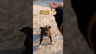 Pitbull 🐕 Vs Labrador Retriever 🐕 doglover pitbull labrador viral shorts ytshorts [upl. by Fortna]