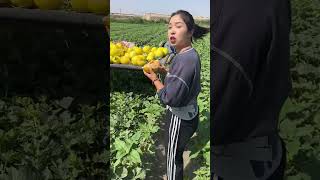 Delicious melon eat and cut a fresh melon or enjoy her farming life melon trend agriculture [upl. by Feune]