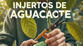 quotAprendiendo a Hacer Injertos de Aguacate Paso a Paso para Cultivar en Casaquot [upl. by Faxan]