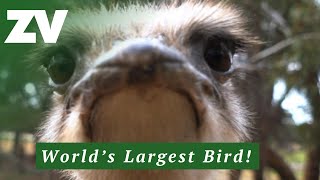 The WORLDs Biggest Bird [upl. by Odine]