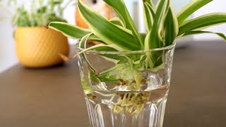 How to Propagate Spider Plant Water amp Soil step by step [upl. by Alisan]