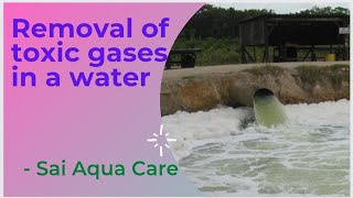 Removal of Toxic gases Ammonia in a shrimp pond  చెరువులో హానికర విషవాయువులను తగ్గించడం [upl. by Subak]