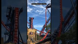 Sheikra at Busch Gardens Tampa [upl. by Akihsay289]