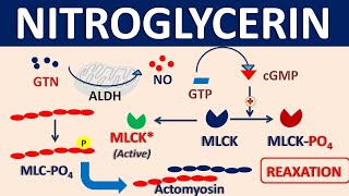 Nitroglycerin  Mechanism side effects precautions amp uses [upl. by Ahsiuqet]