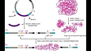 Yeast artificial chromosome YACs [upl. by Japeth403]