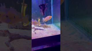 Gb kml parrot community tank flowerhorn gbkml kml [upl. by Aisined]