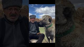 KANGAL TEK BAŞINA KURT YIKABİLİR Mİ  shorts kangal bahriçiçek [upl. by Ntsud]