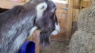 First person farm chore video with Lucy the goat [upl. by Stephania]