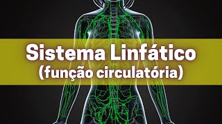 Sistema linfático função circulatória  Fisiologia Humana [upl. by Agace489]