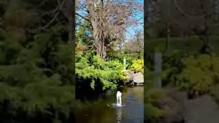 Fitzroy Gardens fitzroy garden melbourne melbourneblogger travel australia melbourneparks [upl. by Qifahs]