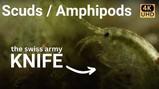 Amazing Amphipods  narrated cinematic nature video 4k [upl. by Ainosal197]