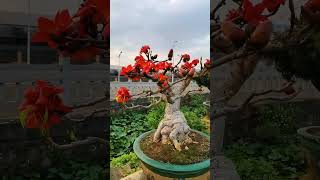 Cotton Bonsai Tree  Bombax  Semal tree bonsai bonsaitree silkcotton [upl. by Nawrocki489]