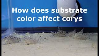 How does substrate color affect corys  cw111 [upl. by Jurgen]