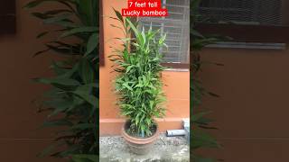 Massive 7 feet Lucky bamboo plant dracena [upl. by Rodolph897]