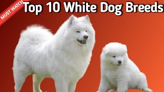 Top 10 White Colour Dog Breeds  Top White Colour Dog Breeds  Dogs Junction [upl. by Ewall353]