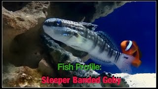 Fish Profile Sleeper Banded Goby [upl. by Ymmak]