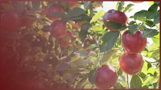 MOI UNIVERSITY TURNS TO APPLE FARMING  MOI UNIVERSITY IDENTIFIES APPLE FARMING [upl. by Anatolio742]