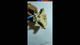 Anatomy of Sphenoid Bone Features  Bangla Demonstration of Sphenoid Bone  Sphenoid Bone Anatomy [upl. by Meagher311]