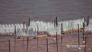 El cuaje de los barcos de sal  Laguna de Torrevieja 06072024 [upl. by Alicec910]