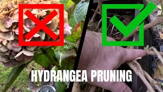 4 Minute Guide to Pruning Hydrangea Macrophylla [upl. by Ardeahp]