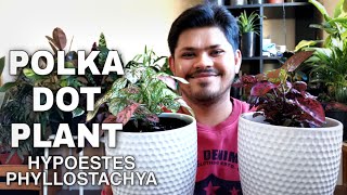 Polka Dot Plant Easiest Care and Propagation Tips [upl. by Aiykan]